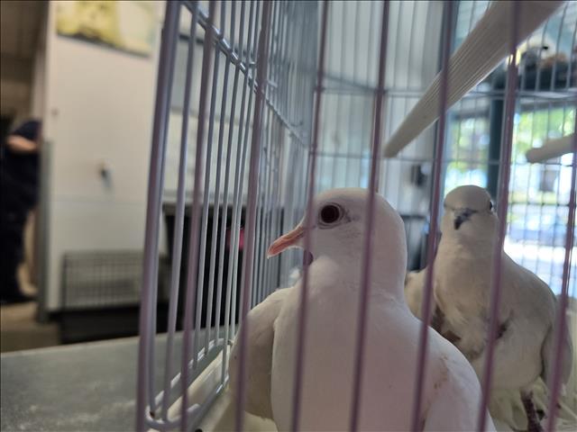 Shelter Stray Unknown Bird last seen , West Valley Animal Shelter, 20655 Plummer St, Chatsworth, CA 91311, USA