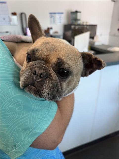 Shelter Stray Female Dog last seen , West Valley Animal Shelter, 20655 Plummer St, Chatsworth, CA 91311, USA