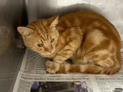 Shelter Stray Male Cat last seen , West Valley Animal Shelter, 20655 Plummer St, Chatsworth, CA 91311, USA