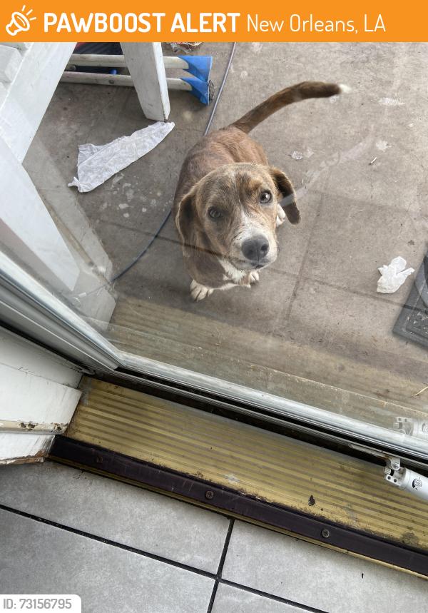 Found/Stray Male Dog last seen Laval, New Orleans, LA 70129