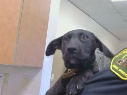 Shelter Stray Female Dog last seen Near BLOCK BIRCH RANCH DR, 3839 Bradshaw Rd, Sacramento, CA 95827, USA