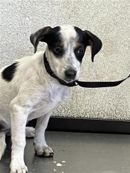 Shelter Stray Female Dog last seen Near BLOCK E WELDON AVE, FRESNO CA 93703, 5277 E Airways Blvd, Fresno, CA 93727, USA