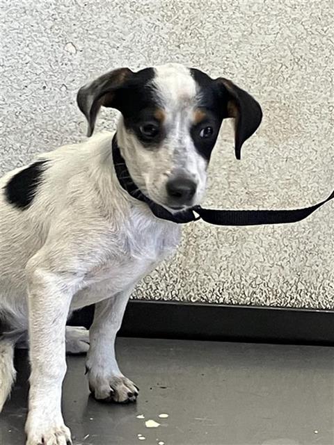 Shelter Stray Female Dog last seen Near BLOCK E WELDON AVE, FRESNO CA 93703, 5277 E Airways Blvd, Fresno, CA 93727, USA