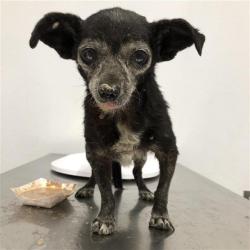 Shelter Stray Female Dog last seen Near BLOCK E BELMONT AVE, FRESNO CA 93701 2449, 5277 E Airways Blvd, Fresno, CA 93727, USA