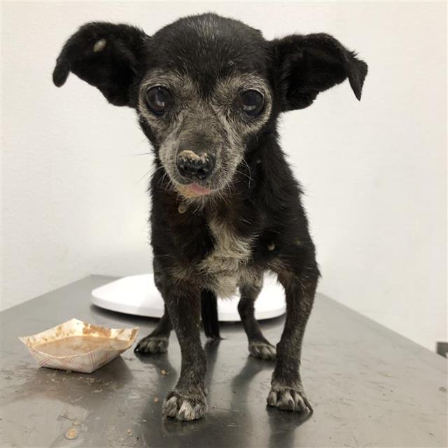 Shelter Stray Female Dog last seen Near BLOCK E BELMONT AVE, FRESNO CA 93701 2449, 5277 E Airways Blvd, Fresno, CA 93727, USA