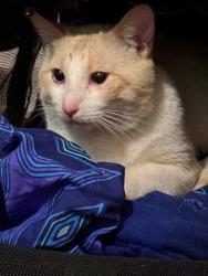 Shelter Stray Male Cat last seen 18TH/IDAHO, 1640 9th St, Santa Monica, CA 90404, USA