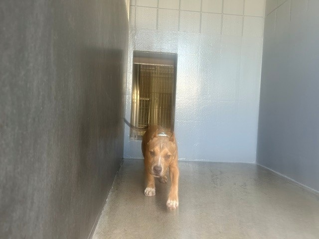 Shelter Stray Male Dog last seen 5TH BETWEEN ARIZONA AND WILSHIRE, 1640 9th St, Santa Monica, CA 90404, USA