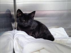 Shelter Stray Male Cat last seen , 3201 Lacy St, Los Angeles, CA 90031, USA