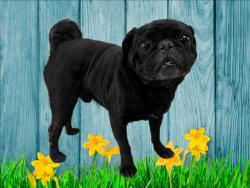 Shelter Stray Male Dog last seen , 3201 Lacy St, Los Angeles, CA 90031, USA