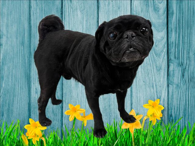 Shelter Stray Male Dog last seen , 3201 Lacy St, Los Angeles, CA 90031, USA