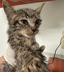 Shelter Stray Female Cat last seen Near BLOCK GRISSOM ST, BAKERSFIELD CA 93309, 3951 Fruitvale Ave, Bakersfield, CA 93308, USA