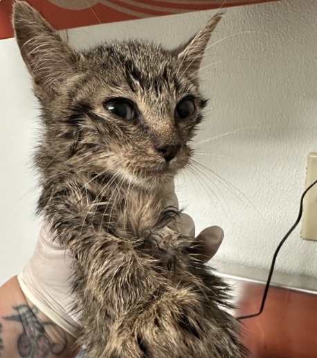 Shelter Stray Female Cat last seen Near BLOCK GRISSOM ST, BAKERSFIELD CA 93309, 3951 Fruitvale Ave, Bakersfield, CA 93308, USA