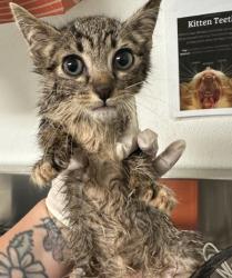 Shelter Stray Female Cat last seen Near BLOCK GRISSOM ST, BAKERSFIELD CA 93309, 3951 Fruitvale Ave, Bakersfield, CA 93308, USA