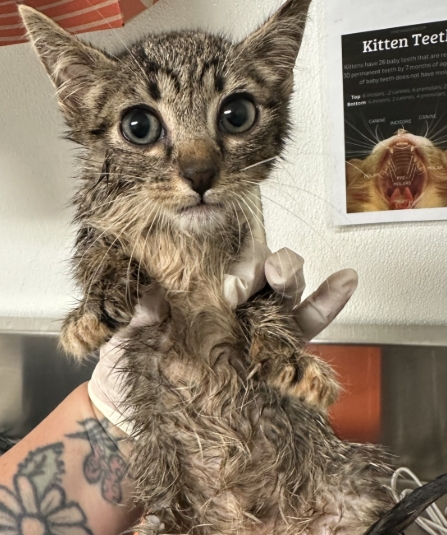 Shelter Stray Female Cat last seen Near BLOCK GRISSOM ST, BAKERSFIELD CA 93309, 3951 Fruitvale Ave, Bakersfield, CA 93308, USA