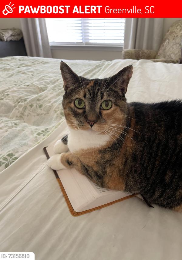 Lost Female Cat last seen Reedy Springs Subdivision, Greenville, SC 29605