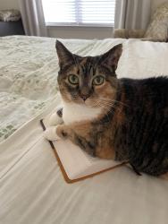 Lost Female Cat last seen Reedy Springs Subdivision, Greenville, SC 29605