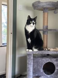 Lost Male Cat last seen Near the fish and chips shop called The Chippy, Denton, England M34 2WZ