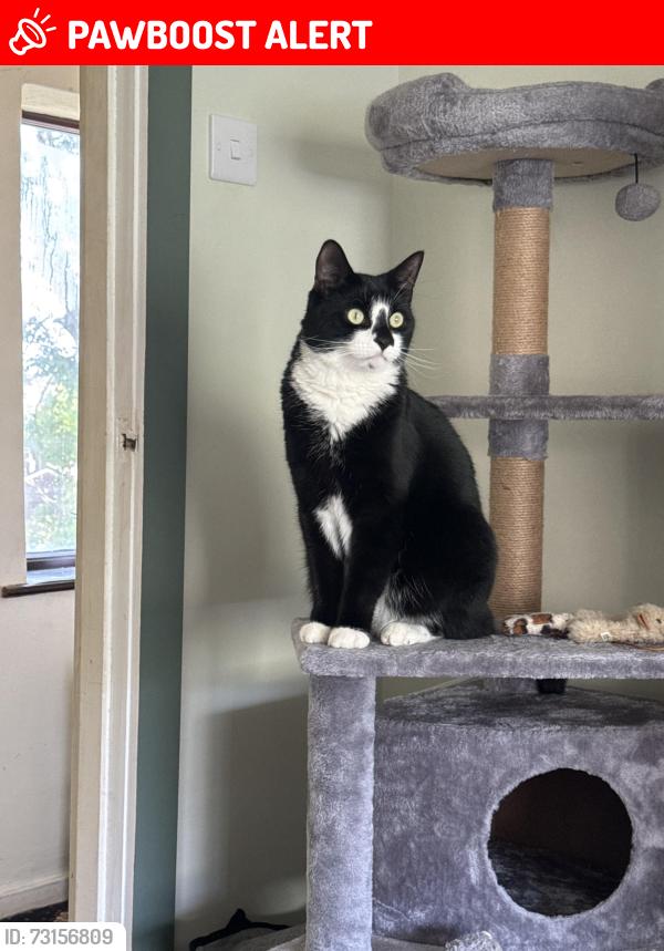 Lost Male Cat last seen Near the fish and chips shop called The Chippy, Denton, England M34 2WZ