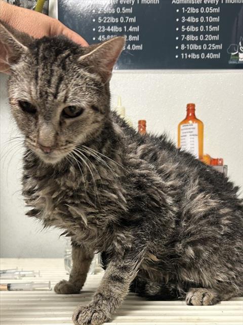 Shelter Stray Male Cat last seen Near BLOCK CHISM TRL, ONYX CA 93255, 3951 Fruitvale Ave, Bakersfield, CA 93308, USA