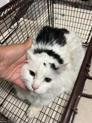 Shelter Stray Female Cat last seen Near BLOCK CHISM TRL, ONYX CA 93255, 3951 Fruitvale Ave, Bakersfield, CA 93308, USA