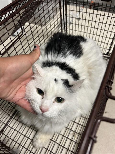 Shelter Stray Female Cat last seen Near BLOCK CHISM TRL, ONYX CA 93255, 3951 Fruitvale Ave, Bakersfield, CA 93308, USA