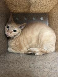 Shelter Stray Male Cat last seen Near BLOCK CHISM TRL, ONYX CA 93255, 3951 Fruitvale Ave, Bakersfield, CA 93308, USA