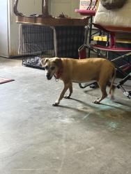 Reunited Unknown Dog last seen Chulio road, Twin Ct, Rome, GA 30161