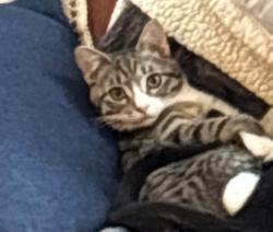 Reunited Male Cat last seen Near Lost Lake Way, Broomfield, CO 80020