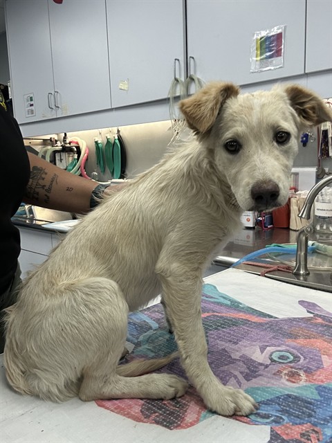Shelter Stray Female Dog last seen Near BLOCK EL TEJON AVE, BAKERSFIELD CA 93308, 3951 Fruitvale Ave, Bakersfield, CA 93308, USA