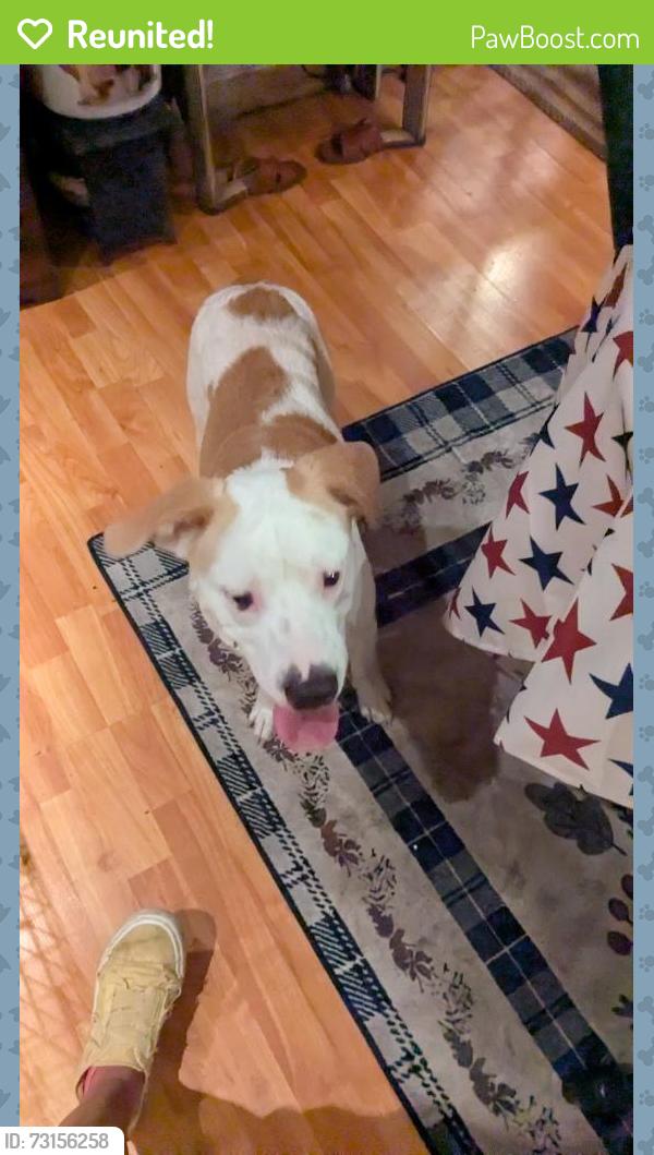 Reunited Male Dog last seen MONONGAHELA bridge, Monongahela, PA 15063