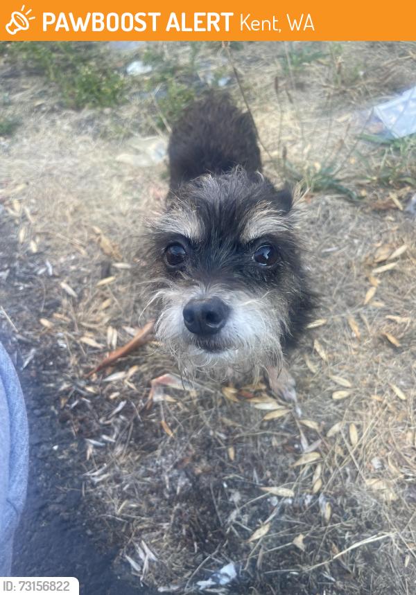 Found/Stray Female Dog last seen Kent memorial park, Kent, WA 98031