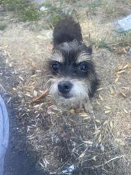 Found/Stray Female Dog last seen Kent memorial park, Kent, WA 98031