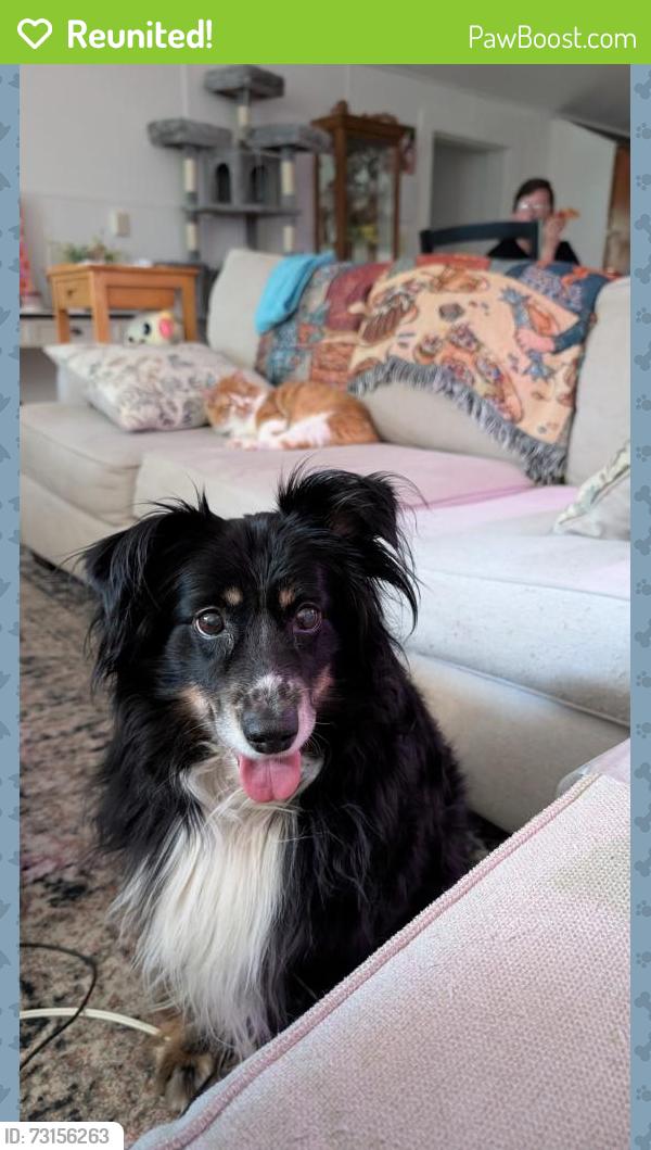 Reunited Female Dog last seen Robert’s lane and hibriten mountain road, Lenoir, NC 28645