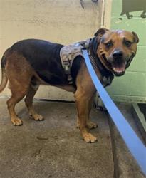 Shelter Stray Male Dog last seen BUS 80 EB & EL CAMINO AVE EB BUSINESS 80 NB ON, 2127 Front St, Sacramento, CA 95818, USA