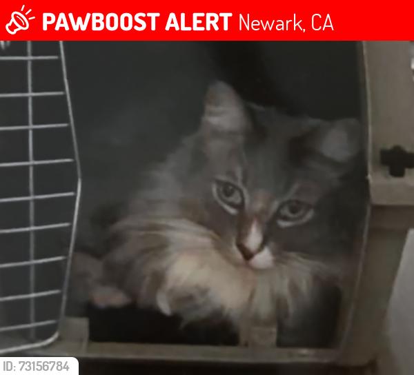 Lost Male Cat last seen Cedar Blvd., Newark, CA 94560
