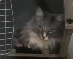 Lost Male Cat last seen Cedar Blvd., Newark, CA 94560