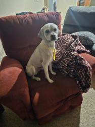 Reunited Male Dog last seen Shannon road vail, az, Vail, AZ 85641