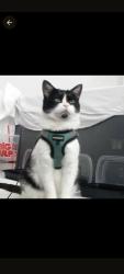 Lost Female Cat last seen Los Feliz entrance to La River bicycle path, Los Angeles, CA 90027