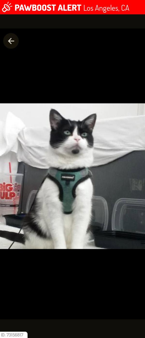 Lost Female Cat last seen Los Feliz entrance to La River bicycle path, Los Angeles, CA 90027