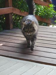 Lost Male Cat last seen N Morgan and N Borthwick, Portland, OR 97217