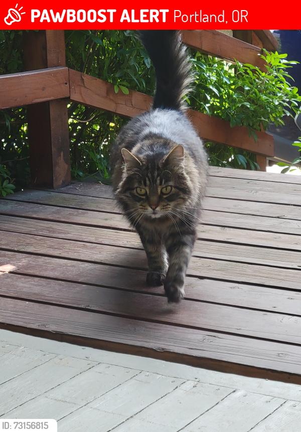 Lost Male Cat last seen N Morgan and N Borthwick, Portland, OR 97217