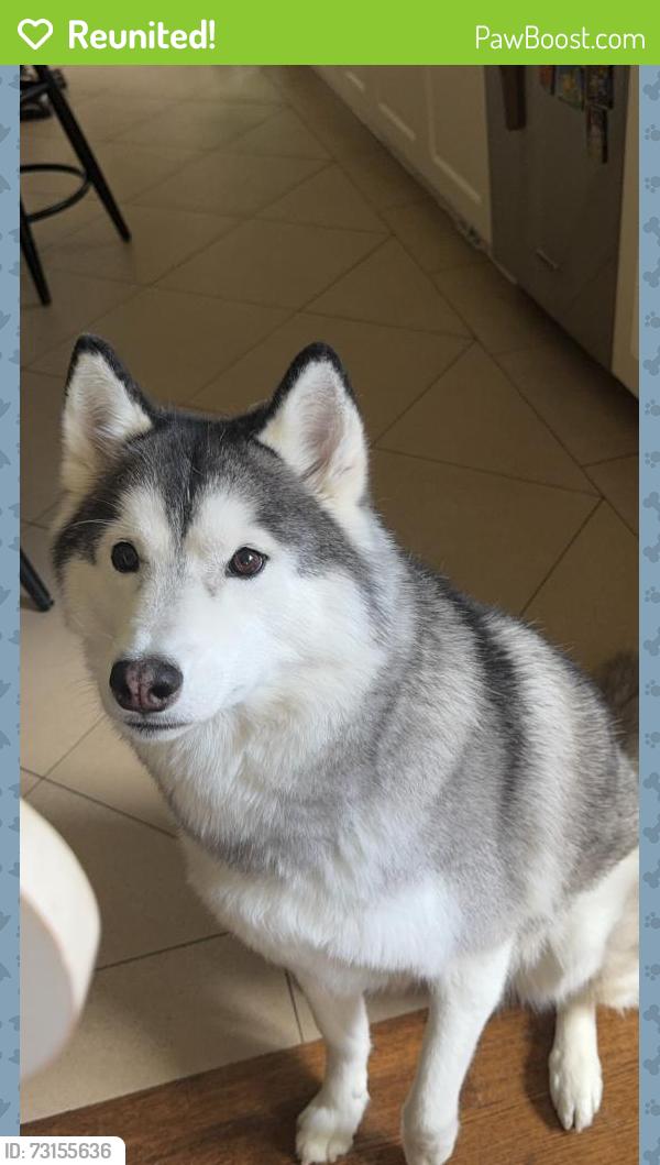 Reunited Female Dog last seen W 32nd and arbutus, Vancouver, BC V6L 2B2
