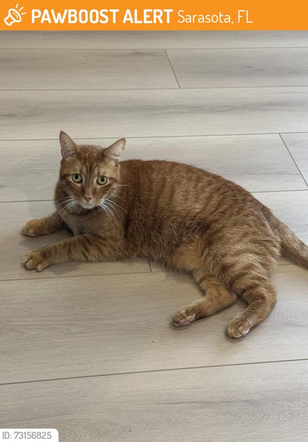 Found/Stray Male Cat last seen Tuttle and 63rd, Sarasota, FL 34243