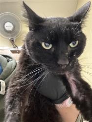 Shelter Stray Male Cat last seen ONEIL WAY & PERMAR ST, 2127 Front St, Sacramento, CA 95818, USA