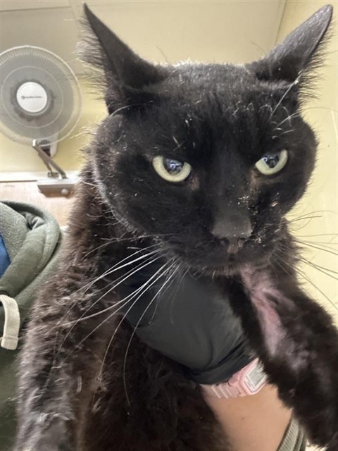 Shelter Stray Male Cat last seen ONEIL WAY & PERMAR ST, 2127 Front St, Sacramento, CA 95818, USA