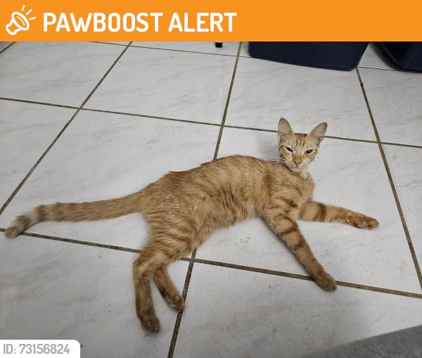 Found/Stray Female Cat last seen 20th ave and 169th st, North Miami Beach, FL 33162