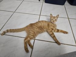 Found/Stray Female Cat last seen 20th ave and 169th st, North Miami Beach, FL 33162
