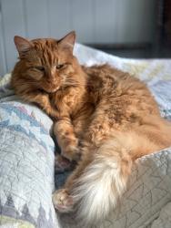 Reunited Male Cat last seen Calle Miramar by Miramar Park, Rivera Village, Redondo Beach, CA 90277