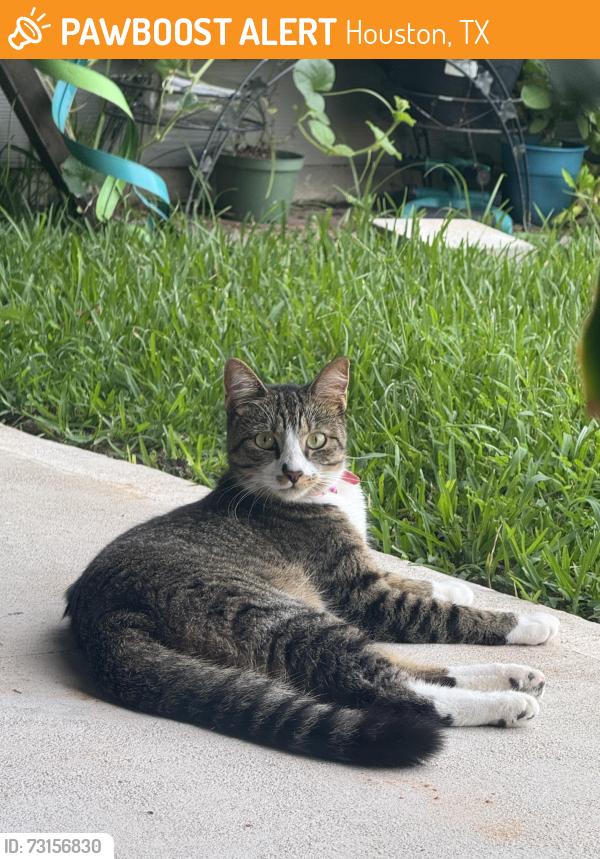 Found/Stray Female Cat last seen The Bridges Houston, Houston, TX 77346