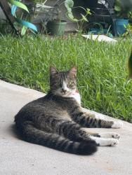 Found/Stray Female Cat last seen The Bridges Houston, Houston, TX 77346